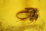 Six Fossil Flies (One With Eggs) In Baltic Amber #139039-5